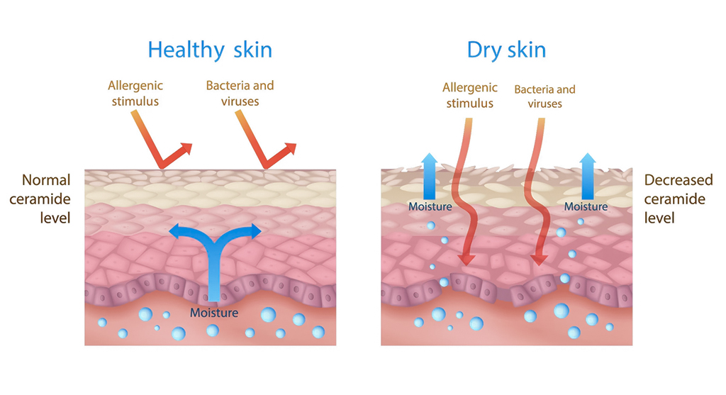 Ceramides are natural lipids (fats) found in the outer layer of your skin, making up about 50% of the skin’s barrier