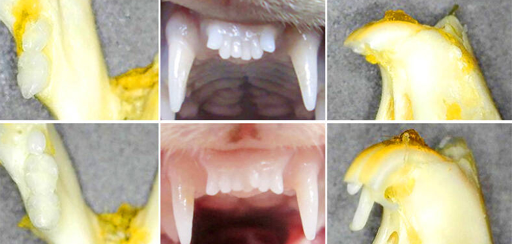 Regrow teeth naturally with new research breakthrough