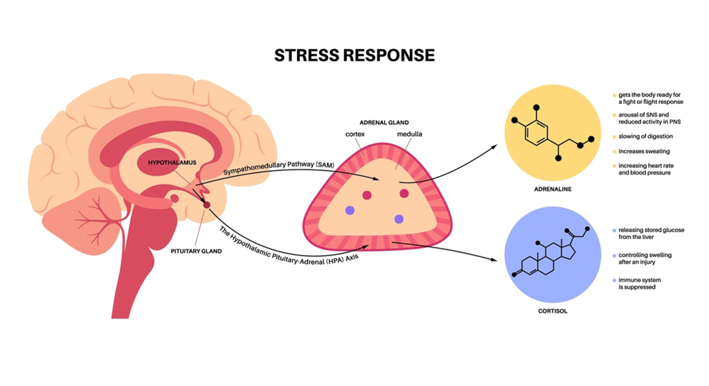 Cortisol Balance. stress response system hypothalamic pituitary adrenal